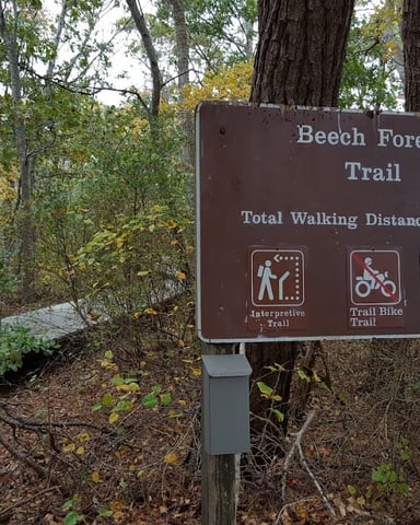 Beech Forest