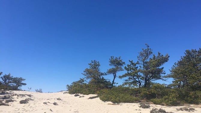Beech Forest
